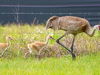 A1B9103c  Sandhill Crane (Grus canadensis) - adult with 2.5 week-old chicks
